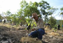 CP Foods Brings Back Thailand’s Watershed Forest by Innovation