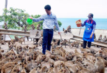 Too Many Monkeys: Hua Hin to Sterilize 1,200 Macaques A tourist pours a bucket of slop onto a swarm of monkeys in Hua Hin in an undated photo. Photo: Matichon