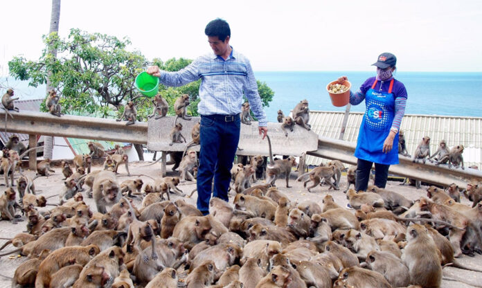 A tourist pours a bucket of slop onto a swarm of monkeys in Hua Hin in an undated photo. Photo: Matichon