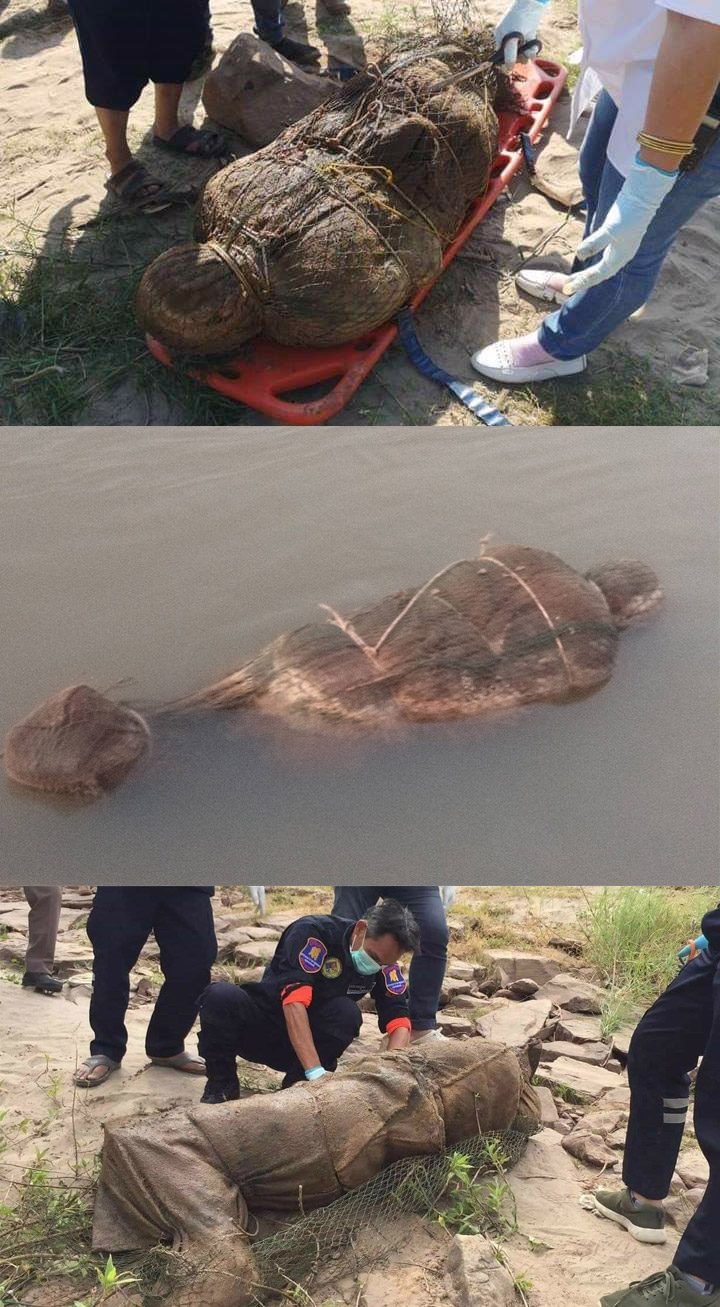 The three bodies recovered at different spots last month along the Thai side of the Mekong River in Nakhon Phanom province. At top, the first body recovered Dec. 26. At middle, photos purportedly showing a body recovered Dec. 27. At bottom, a third body discovered Dec. 29.