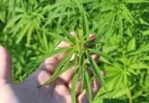 Medical Weed Law Comes Into Effect