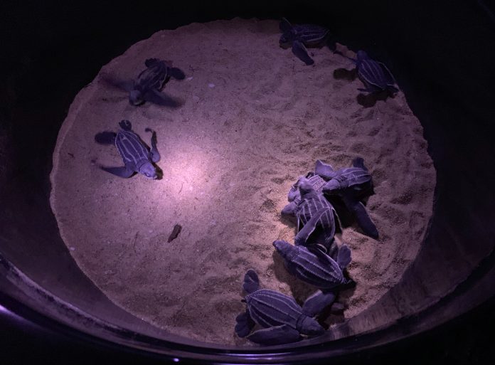 Newly hatched leatherback sea turtles on Monday in Phang Nga province. Newly hatched leatherback sea turtles on Monday in Phang Nga province.