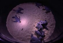 Rare Turtles Babies Hatch on Phang Nga Beach Newly hatched leatherback sea turtles on Monday in Phang Nga province.