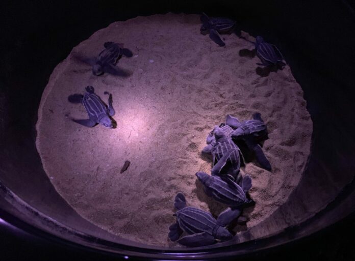 Newly hatched leatherback sea turtles on Monday in Phang Nga province.