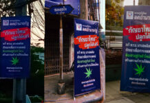 Weed Amnesty Proposed by Thai FDA Cannabis is a campaign issue going into the March 24 election. These widely distributed Bhumjaithai Party posters promote it as a boon to Thai farmers. Photo: Bhumjaithai Party