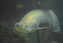 Making Demerit: Amazonian Predator Fish Freed by Karma-Seekers