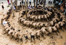 Naresuan Seniors, Alumni Defend Muddy Hazing