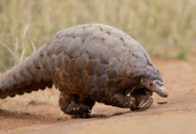 Police Intercept Pickup Packed With Pangolins On Way to China (Video) A Ground Pangolin in 2012 at the Madikwe Game Reserve in South Africa. Photo: David Brossard / Flickr