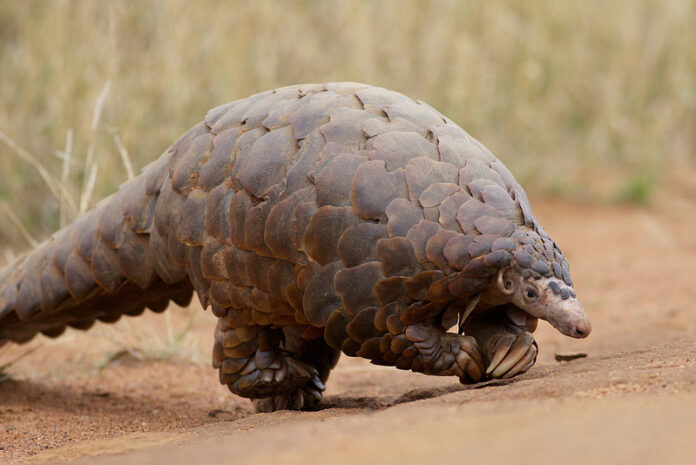 A Ground Pangolin in 2012 at the Madikwe Game Reserve in South Africa. Photo: David Brossard / Flickr