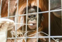 Who’s Your Daddy? Paternity Test Reveals Monkey Business at Zoo Zoo keepers take DNA samples from female orangutan cub Padma to determine her paternity Thursday at the Basel Zoo. Photo: Zoo Basel via AP