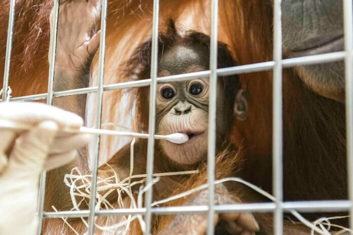 Zoo keepers take DNA samples from female orangutan cub Padma to determine her paternity Thursday at the Basel Zoo. Photo: Zoo Basel via AP Zoo keepers take DNA samples from female orangutan cub Padma to determine her paternity Thursday at the Basel Zoo. Photo: Zoo Basel via AP