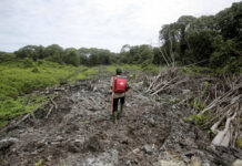 Indonesia Land-Burning Fines Unpaid Years After Fires Pandu Wibisono, a conservationist of Sumatran Orangutan Conservation Program (SOCP) carries a medical pack in 2017 as he walks on a cleared forest during a rescue operation for orangutans reportedly trapped in its disrupted habitat near a palm oil plantation at Tripa peat swamp in Aceh province, Indonesia. Photo: Binsar Bakkara / Associated Press
