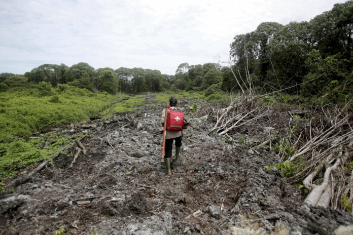 Pandu Wibisono, a conservationist of Sumatran Orangutan Conservation Program (SOCP) carries a medical pack in 2017 as he walks on a cleared forest during a rescue operation for orangutans reportedly trapped in its disrupted habitat near a palm oil plantation at Tripa peat swamp in Aceh province, Indonesia. Photo: Binsar Bakkara / Associated Press