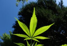 Thai FDA Scrambles to Make Medical Weed a Reality
