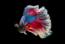 The Siamese Fighting Fish is Now the National Aquatic Animal