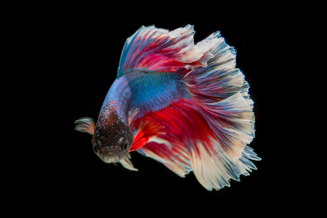 The Siamese Fighting Fish is Now the National Aquatic Animal