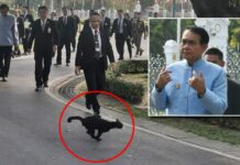 Video of Black Cat Crossing Prayuth’s Path Amuses Thainet