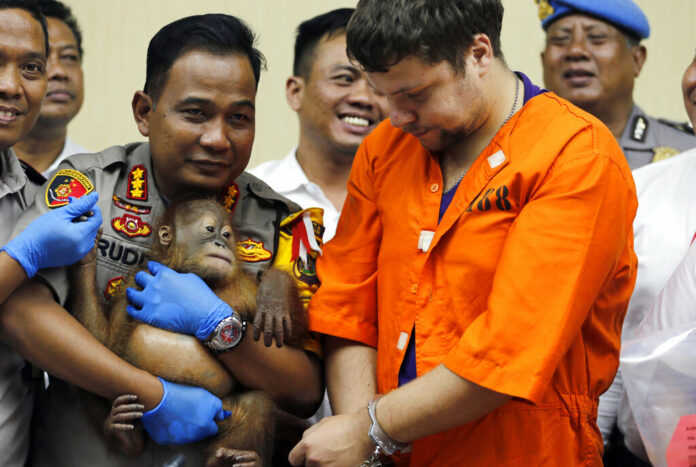 Denpasar police chief Ruddi Setiawan, center left, holds a two-year-old male orangutan as Russian Andrei Zhestkov, center right, stands during a Monday press conference in Bali, Indonesia. Photo: Firdia Lisnawati / Associated Press