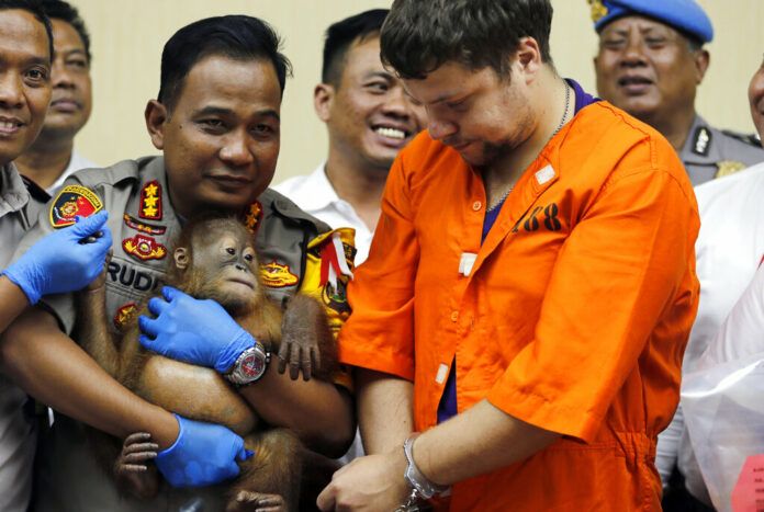 Denpasar police chief Ruddi Setiawan, center left, holds a two-year-old male orangutan as Russian Andrei Zhestkov, center right, stands during a Monday press conference in Bali, Indonesia. Photo: Firdia Lisnawati / Associated Press Denpasar police chief Ruddi Setiawan, center left, holds a two-year-old male orangutan as Russian Andrei Zhestkov, center right, stands during a Monday press conference in Bali, Indonesia. Photo: Firdia Lisnawati / Associated Press