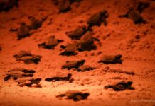Endangered Sea Turtles Hatch for 1st Time in Decades on Thai Soil