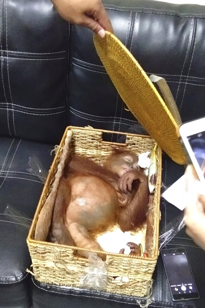 Indonesia Orangutan