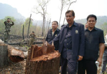 Forget Red or Yellow, Forest Crusader Doubles Down on Green Damrong Phidej, then parks director, investigates illegal logging in 2012.