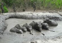 Rangers Rescue Baby Elephants From Muddy Pond (Video)