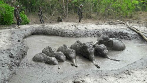 Rangers Rescue Baby Elephants From Muddy Pond (Video)