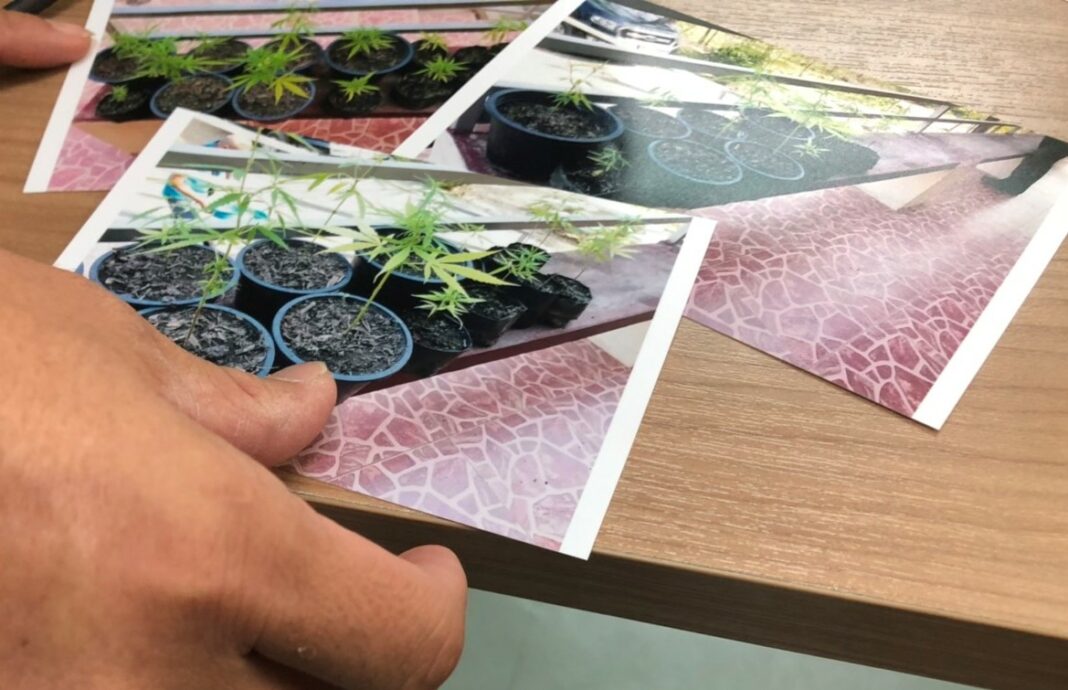 A medical marijuana patient shows photos of his marijuana plants to FDA officials Thursday in Bangkok.