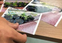How to Possess Marijuana Legally in Thailand – Right Now A medical marijuana patient shows photos of his marijuana plants to FDA officials Thursday in Bangkok.