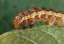 Thailand Braces For ‘Armyworm’ Destruction A Spodoptera worm. Photo: Canadian Biodiversity Information Facility / Wikimedia Commons
