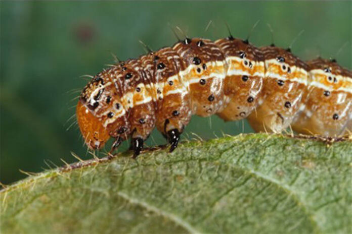 A Spodoptera worm. Photo: Canadian Biodiversity Information Facility / Wikimedia Commons A Spodoptera worm. Photo: Canadian Biodiversity Information Facility / Wikimedia Commons