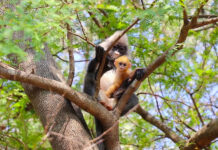 Loei’s Remaining Leaf Monkeys Live Out Days at Temple