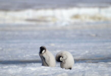 Major Emperor Penguin Breeding Ground Gone Barren Since 2016 This 2010 photo provided by the British Antarctic Survey shows emperor penguin chicks at Antarctica's Halley Bay. Photo: Peter Fretwell / British Antarctic Survey via AP