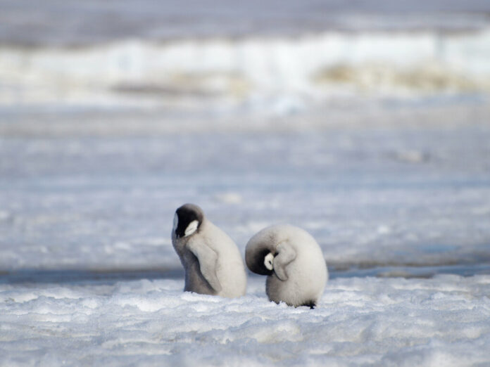 This 2010 photo provided by the British Antarctic Survey shows emperor penguin chicks at Antarctica's Halley Bay. Photo: Peter Fretwell / British Antarctic Survey via AP