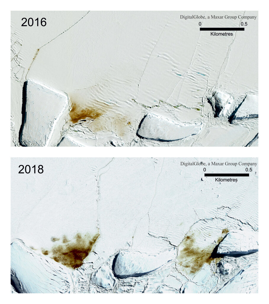 This combination of satellite photos provided by Maxar Technologies via the British Antarctic Survey shows the site of the Dawson Lambton emperor penguin colony in 2016 and 2018. Photo: Satellite Images ©2019 Maxar Technologies / British Antarctic Survey via AP