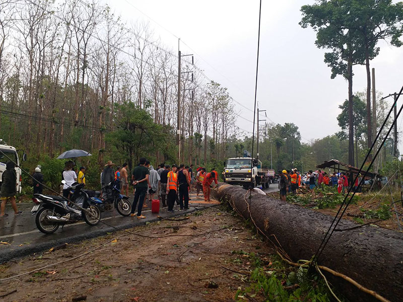 The tree which fell on Nhormuekae Kerdsuklert’s car on Sunday in Chiang Mai, killing her. 