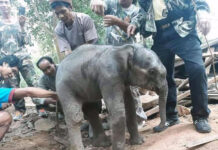 Baby Elephant Rescued After Falling Into Septic Tank