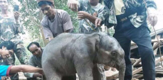 Baby Elephant Rescued After Falling Into Septic Tank
