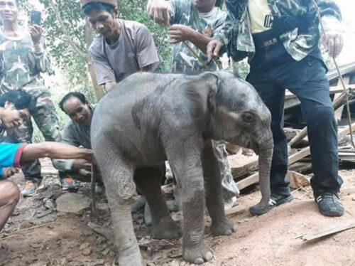 Baby Elephant Rescued After Falling Into Septic Tank