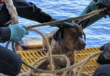 Thai Oil Rig Workers Rescue Dog Swimming 220km Offshore