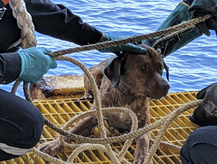 Thailand Rescued Dog
