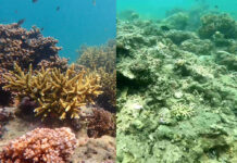 Heavy Songkran Tourism Ruins Large Swathes of Trang’s Coral: Official Before and after images of coral in the Hat Chao Mai National Park. Photo: Prueg Ubonkerd / Facebook