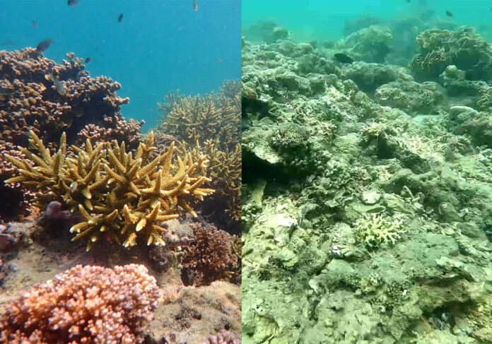 Before and after images of coral in the Hat Chao Mai National Park. Photo: Prueg Ubonkerd / Facebook