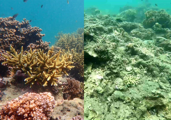 Before and after images of coral in the Hat Chao Mai National Park. Photo: Prueg Ubonkerd / Facebook Before and after images of coral in the Hat Chao Mai National Park. Photo: Prueg Ubonkerd / Facebook