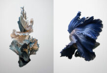 Afternoon Tea and Siamese Fighting Fish? Why Not.