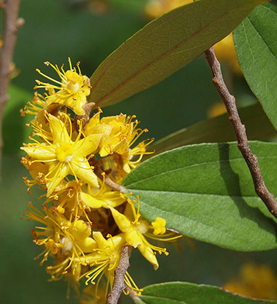 The Yellow Star tree. Photo: Crown Property Bureau