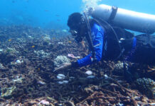 Thailand’s Superheat Kills 4 Humans, and A Lot of Coral A diver examines damaged coral Monday in the Surin Archipelago.