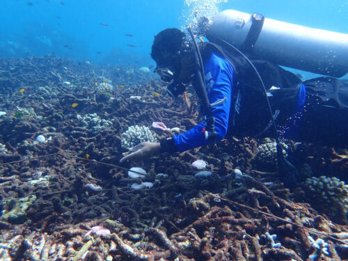 A diver examines damaged coral Monday in the Surin Archipelago.