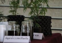 Weed Laws: Cannabis License and Foreigners Growing Hemp